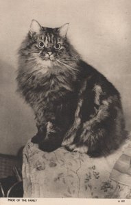 Pride Of The Family Jarrold Cat Chrome Vintage Postcard