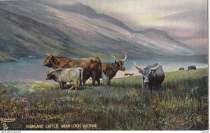 Highland Cattle near Loch Katrine, 1900-10s; TUCK 4495
