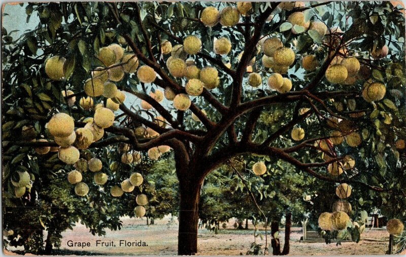 Grape Fruit Florida WOB Note Cancel 1c Stamp Green Franklin Hugh Postcard UNP 