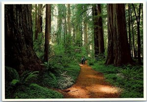 Postcard - Stout Memorial Grove - California