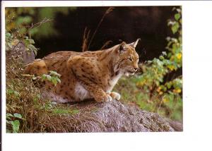 Lynx, Published in Quebec