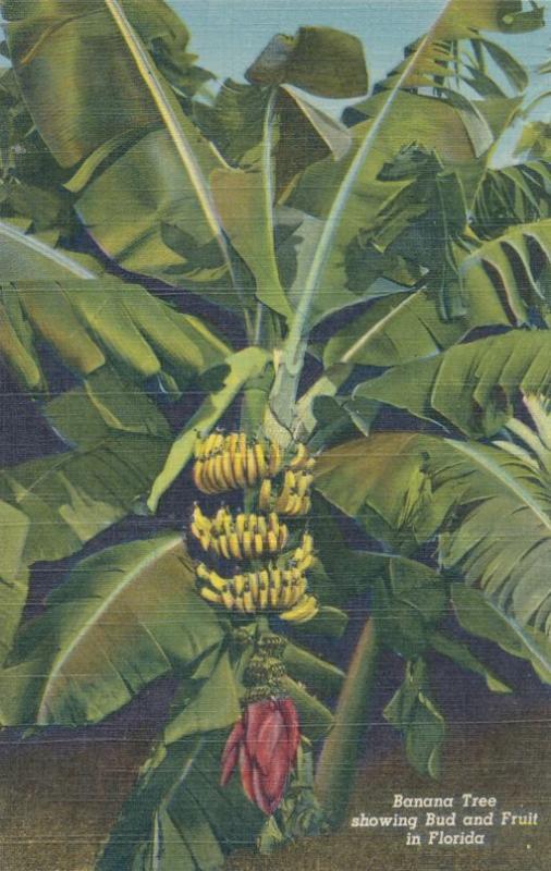 Banana Tree showing Bud and Fruit in Florida - Linen