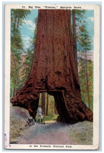 Big Tree Wawona Mariposa Grove Yosemite National Park California CA Postcard