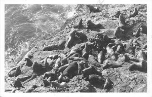 Sea Lions at Play Sea Lion Caves 1939 real photo