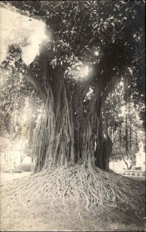 Hawaii HI Tree w/ Massive Route System c1920 Unidentified Real Photo Postcard