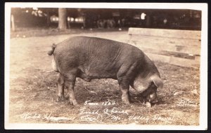 Pig RPPC - First Choice - Missouri Valley, Iowa - 5 mos 180#