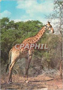 Postcard Modern Giraffe