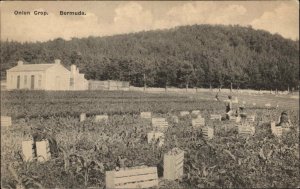 Bermuda Onion Crop Farming Agriculture c1910 Vintage Postcard