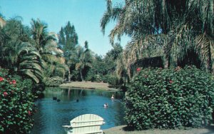 Vintage Postcard Exotic Jungle Setting With Many Rare Birds And Plants Southland