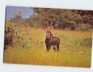 Postcard Sable Antelope