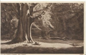 Hampshire Postcard - In The Queen's Bower - New Forest - Ref ZZ4639