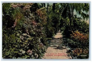 1911 A Walk In Magnolia Gardens Charleston South Carolina SC Posted Postcard 