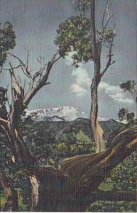 Colorado Vista Of Pikes Peak Through The Old Cedar Trees Curteich