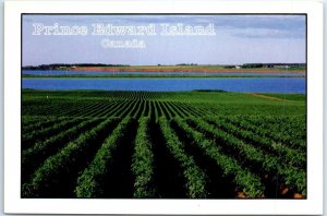 M-78248 Potato Field Prince Edward Island Canada