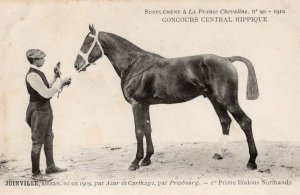 Joinville La France Chevaline Race Horse Antique 1912 PB Postcard