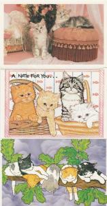 (3 cards) Cute Kittens - Cats - North Shore Animal League