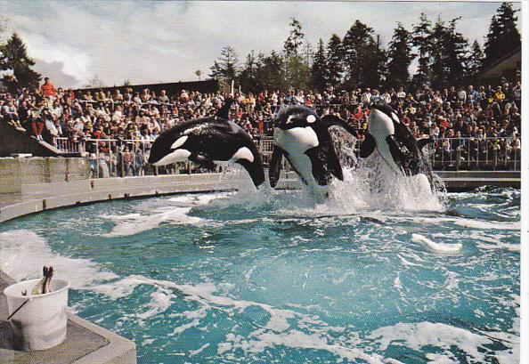 Killer Whales At The Vancouver Aquarium British Columbia Canada