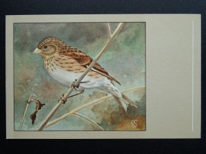 Bird Theme TWITE c1950s Postcard by P. Sluis Series 8 No.91