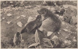 Murmeltier German Animal Muttergluck Vintage Postcard