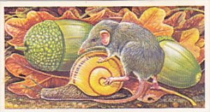 Brooke Bond Vintage Trade Card Incredible Creatures 1986 No 2 Etruscan Shrew