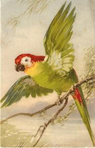 \Parrot on a Tree\ Very nice Swish Postcard