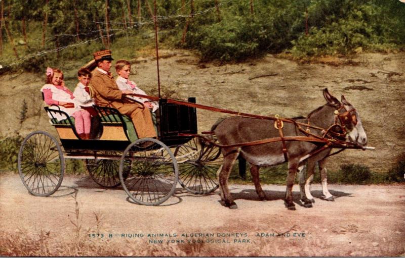 New York City Bronx Zoo Algerian Donkeys Pulling Carriage New York Zoological...