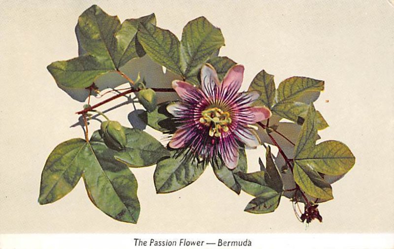 Passion Flower of Bermuda Bermuda Island Unused 