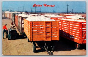 Farm~Cotton Harvest Scene In Wagons~Vintage Postcard