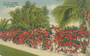 Florida Crimson Bougainvillea Vine Red Flowers, Palms Linen Postcard