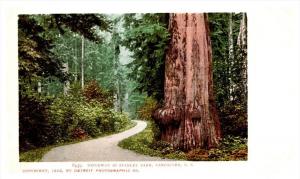 Vancouver  Driveway in Stanley Park