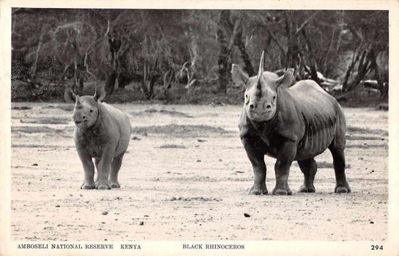 Kenya Amboseli National Reserve Black Rhinoceros Real Photo Postcard J65922