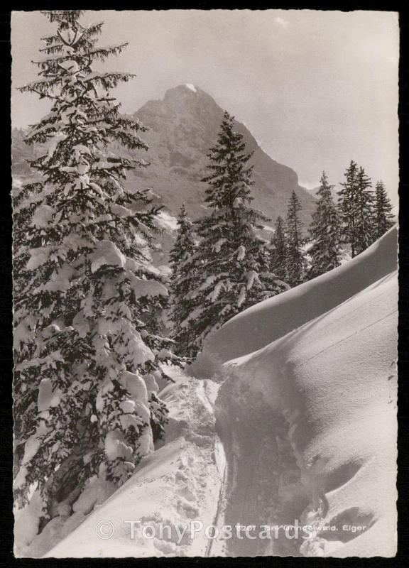 Bel Grindelwald, Elger