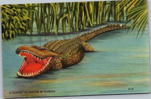 Postcard  FL Alligator open mouth Alligator - A Hungry alligator in florida