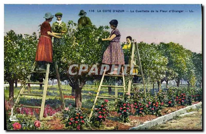 Old Postcard Picking the flower & # 39oranger Cote d & # 39Azur