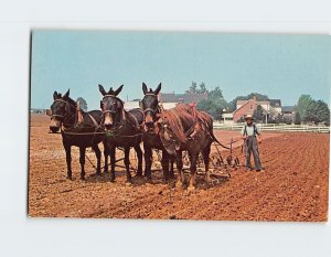 Postcard Amish farmer is preparing his field for spring planting, Pennsylvania