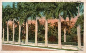 Vintage Postcard 1925 A Row Of Royal Palms Tropical Florida Asheville Post Pub.