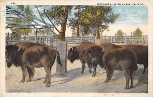 Buffaloes in a corrall Lincoln Park, Chicago, IL, USA Buffalo 1922 