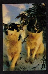 AK Pair ALASKAN Husky Mushing Sled Dogs ALASKA Postcard