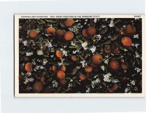 Postcard Oranges And Blossoms, They Grow Together In The Sunshine State, Florida