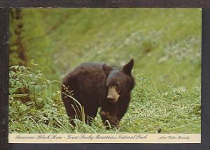 Black Bear Great Smokey Mountains Postcard BIN 
