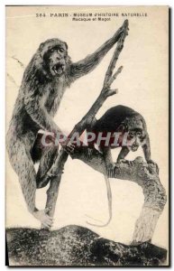 Old Postcard Paris Museum of Natural & # 39Histoire Macaque Monkey and Magot