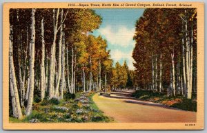 Kaibab Forest Arizona 1948 Postcard Aspen Trees North Rim Grand Canyon