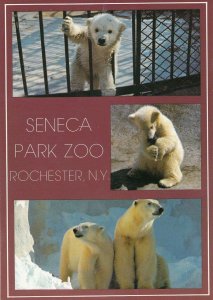 Baby Polar Bears at Seneca Park Zoo Rochester Postcard