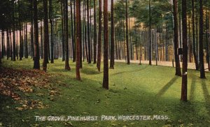 Vintage Postcard The Grove Pinehurst Park Worcester Massachusetts MA Long Trees