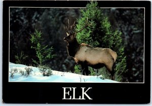 Postcard - Elk - Colorado