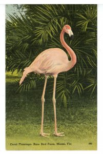 FL - Miami. Rare Bird Farm, Coral Flamingo