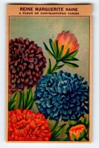 1920's Flower Seed Art Print REINE MARGUERITE Lithograph Original Vintage Unused