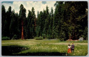 Crescent Meadow Giant Forest Sequoia National Park California 1950s Postcard