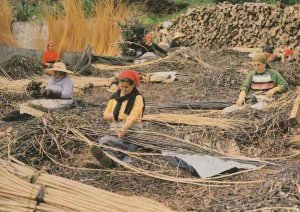 Madeira Funchal Choosing Osier Twigs Funchal Crafts Postcard