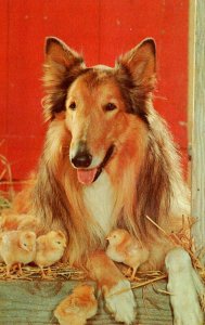 Dogs Collie and Young Chickens Watching Over Friends